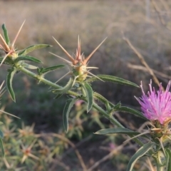 Centaurea calcitrapa at Campbell, ACT - 9 May 2018