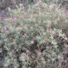 Centaurea calcitrapa at Campbell, ACT - 9 May 2018