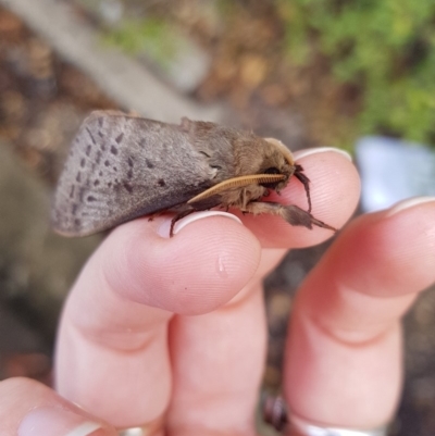 Oxycanus silvanus (Pale Oxycanus) at Mitchell, ACT - 30 May 2018 by SodaSav