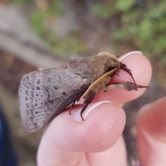 Oxycanus silvanus at Mitchell, ACT - 30 May 2018