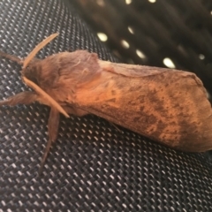 Oxycanus silvanus (Pale Oxycanus) at Wolumla, NSW - 30 May 2018 by PatriciaDaly