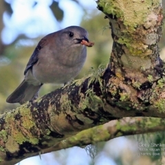 Colluricincla harmonica (Grey Shrikethrush) at Undefined - 27 Mar 2017 by CharlesDove