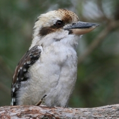 Dacelo novaeguineae (Laughing Kookaburra) at Garrads Reserve Narrawallee - 28 Mar 2017 by CharlesDove