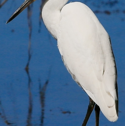 Egretta garzetta (Little Egret) at Undefined - 28 Mar 2017 by Charles Dove