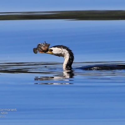 Microcarbo melanoleucos (Little Pied Cormorant) at Undefined - 28 Mar 2017 by CharlesDove