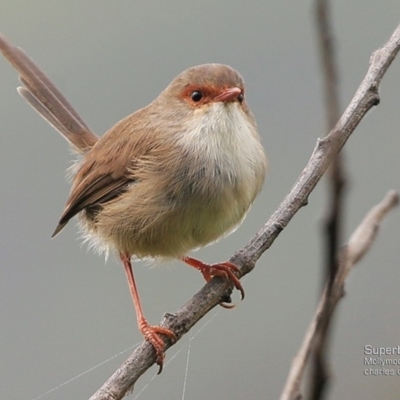 Malurus cyaneus (Superb Fairywren) at Undefined - 26 Mar 2017 by Charles Dove