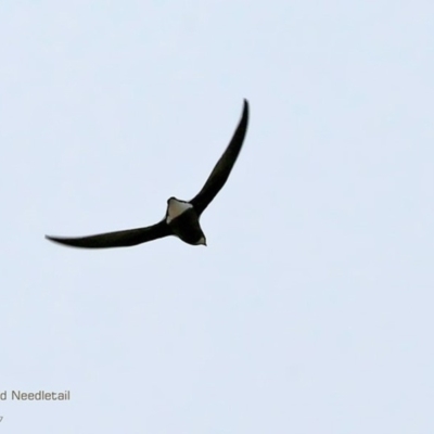 Hirundapus caudacutus (White-throated Needletail) at Undefined - 30 Mar 2017 by Charles Dove