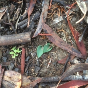 Eriochilus cucullatus at Canberra Central, ACT - suppressed