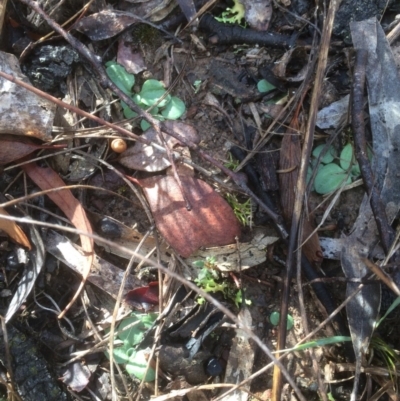 Unidentified Orchid at Mount Majura - 30 May 2018 by petersan