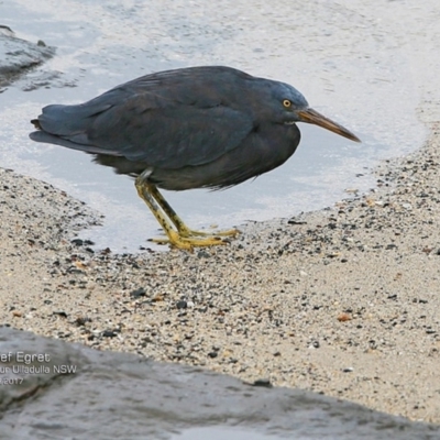 Egretta sacra (Eastern Reef Egret) at Undefined - 20 Mar 2017 by Charles Dove