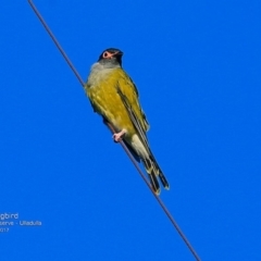 Sphecotheres vieilloti (Australasian Figbird) at South Pacific Heathland Reserve - 21 Mar 2017 by CharlesDove