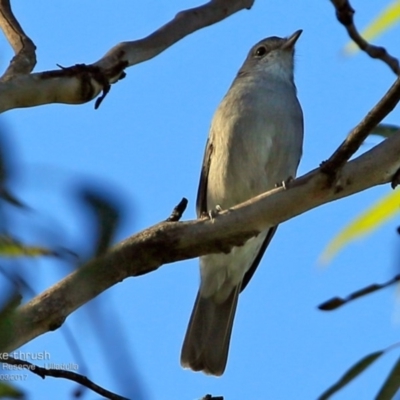 Colluricincla harmonica (Grey Shrikethrush) at South Pacific Heathland Reserve - 14 Mar 2017 by CharlesDove