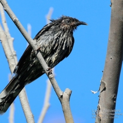Anthochaera chrysoptera (Little Wattlebird) at South Pacific Heathland Reserve - 15 Mar 2017 by Charles Dove