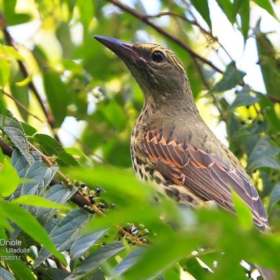 Oriolus sagittatus (Olive-backed Oriole) at Ulladulla, NSW - 9 Mar 2017 by Charles Dove