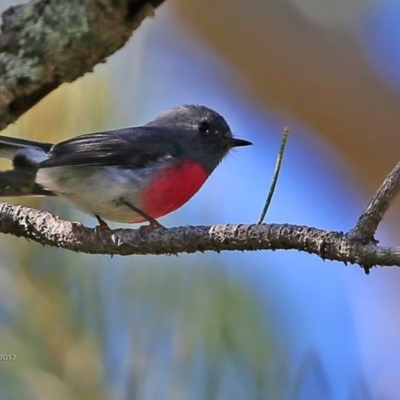 Petroica rosea (Rose Robin) at Garrads Reserve Narrawallee - 10 Mar 2017 by CharlesDove