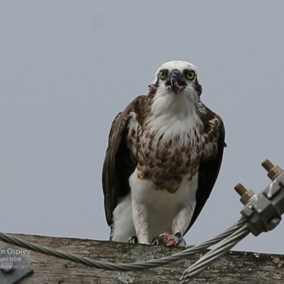 Pandion haliaetus (Osprey) at Undefined - 2 Mar 2017 by Charles Dove