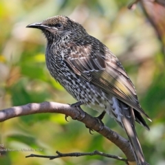 Anthochaera chrysoptera (Little Wattlebird) at South Pacific Heathland Reserve - 4 Mar 2017 by CharlesDove