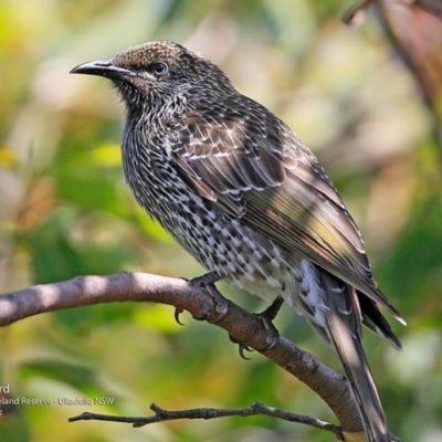 Anthochaera chrysoptera (Little Wattlebird) at South Pacific Heathland Reserve - 3 Mar 2017 by Charles Dove