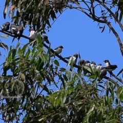 Artamus leucorynchus (White-breasted Woodswallow) at Garrads Reserve Narrawallee - 3 Mar 2017 by Charles Dove