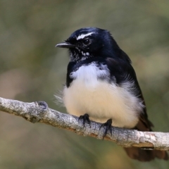 Rhipidura leucophrys (Willie Wagtail) at Undefined - 28 Feb 2017 by Charles Dove