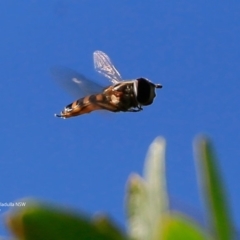 Simosyrphus grandicornis (Common hover fly) at Ulladulla, NSW - 25 Jun 2017 by Charles Dove