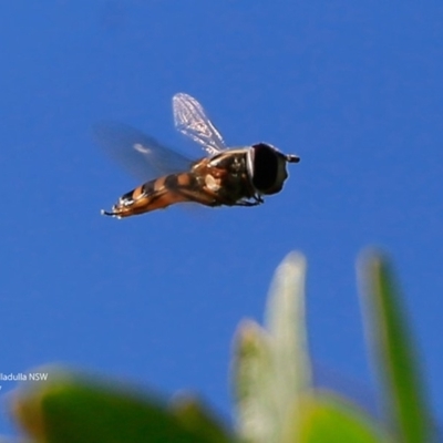 Simosyrphus grandicornis (Common hover fly) at Ulladulla, NSW - 26 Jun 2017 by CharlesDove