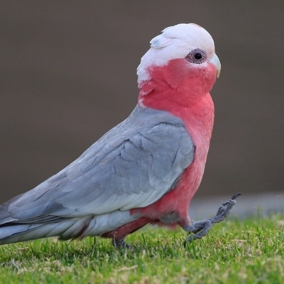 Eolophus roseicapilla (Galah) at Undefined - 30 Jun 2017 by CharlesDove