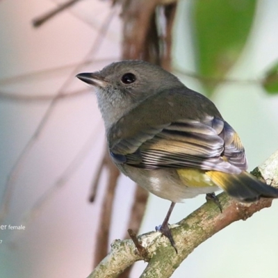 Pachycephala pectoralis (Golden Whistler) at Undefined - 29 Jun 2017 by Charles Dove