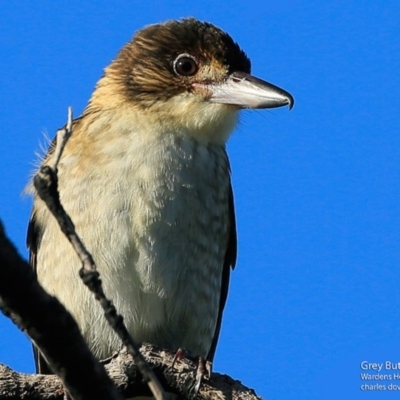 Cracticus torquatus (Grey Butcherbird) at Ulladulla, NSW - 27 Jun 2017 by CharlesDove