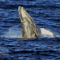 Megaptera novaeangliae (Humpback Whale) at Undefined - 25 Jun 2017 by CharlesDove