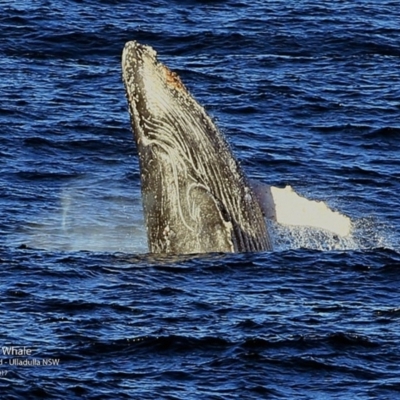 Megaptera novaeangliae (Humpback Whale) at Undefined - 24 Jun 2017 by Charles Dove