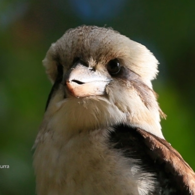 Dacelo novaeguineae (Laughing Kookaburra) at Undefined - 25 Jun 2017 by CharlesDove