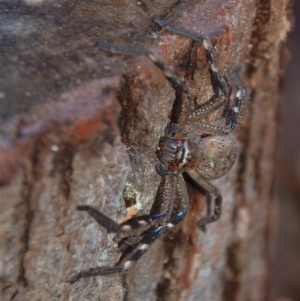 Neosparassus calligaster at Aranda, ACT - 30 May 2018 04:57 PM