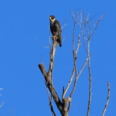 Falco peregrinus (Peregrine Falcon) at Meroo National Park - 22 Jun 2017 by Charles Dove