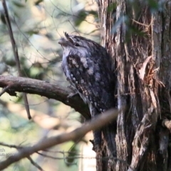 Podargus strigoides (Tawny Frogmouth) at Ulladulla, NSW - 26 Jun 2017 by CharlesDove