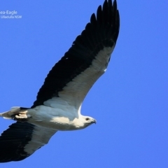 Haliaeetus leucogaster (White-bellied Sea-Eagle) at Ulladulla - Warden Head Bushcare - 29 Jun 1917 by Charles Dove