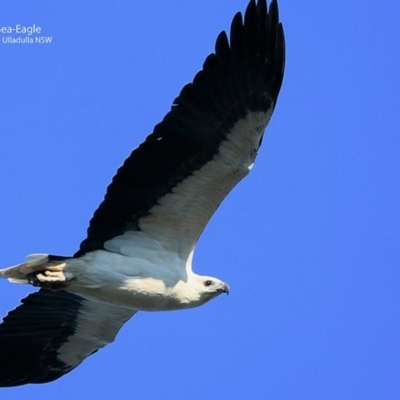 Haliaeetus leucogaster (White-bellied Sea-Eagle) at Ulladulla - Warden Head Bushcare - 30 Jun 1917 by CharlesDove