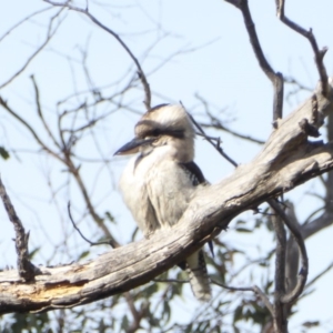 Dacelo novaeguineae at Deakin, ACT - 28 May 2018 11:54 AM