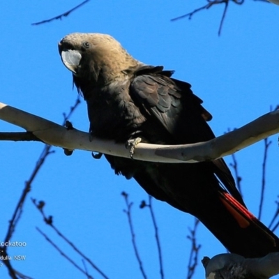 Calyptorhynchus lathami lathami (Glossy Black-Cockatoo) at Undefined - 23 Jun 2017 by CharlesDove