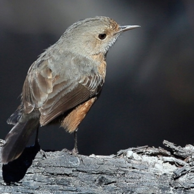 Origma solitaria (Rockwarbler) at Morton National Park - 20 Jun 2017 by Charles Dove