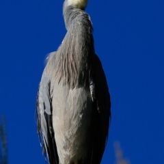 Egretta novaehollandiae (White-faced Heron) at Burrill Lake, NSW - 24 Jun 2017 by CharlesDove