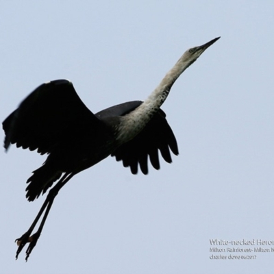 Ardea pacifica (White-necked Heron) at  - 23 Jun 2017 by CharlesDove