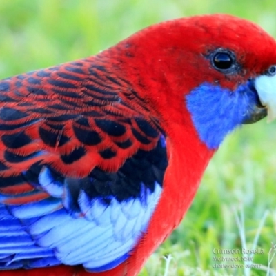 Platycercus elegans (Crimson Rosella) at Undefined - 12 Jun 2017 by CharlesDove