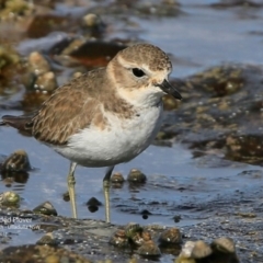 Anarhynchus bicinctus (Double-banded Plover) at South Pacific Heathland Reserve - 15 Jun 2017 by CharlesDove