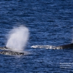 Megaptera novaeangliae (Humpback Whale) at Undefined - 13 Jun 2017 by Charles Dove