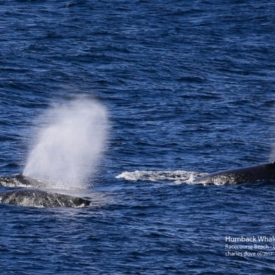 Megaptera novaeangliae (Humpback Whale) at Undefined - 14 Jun 2017 by CharlesDove