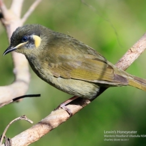 Meliphaga lewinii at Ulladulla - Warden Head Bushcare - 14 Jun 2017 12:00 AM