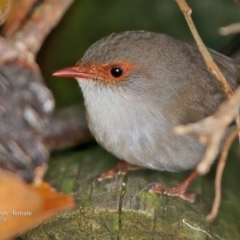 Malurus cyaneus (Superb Fairywren) at Undefined - 10 Jun 2017 by Charles Dove