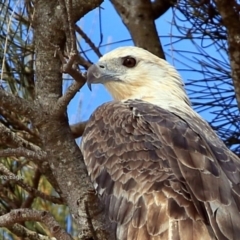 Haliaeetus leucogaster (White-bellied Sea-Eagle) at Undefined - 10 Jun 2017 by Charles Dove