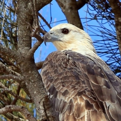 Haliaeetus leucogaster (White-bellied Sea-Eagle) at Undefined - 10 Jun 2017 by Charles Dove